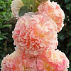 Шток-роза Розовая замша фото 1 