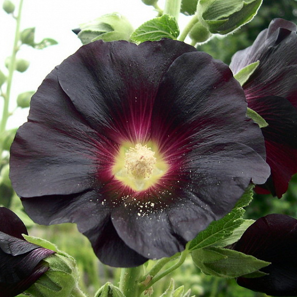 Шток-роза Черная фото 1 